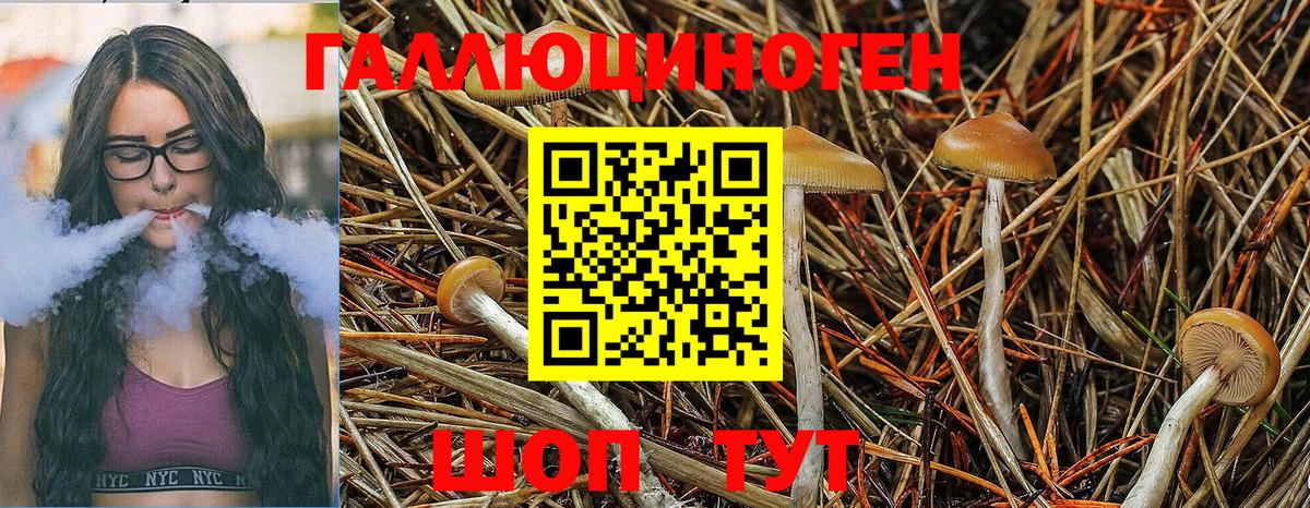 Псилоцибиновые грибы Cubensis Владивосток